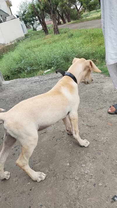 panter dog for sale