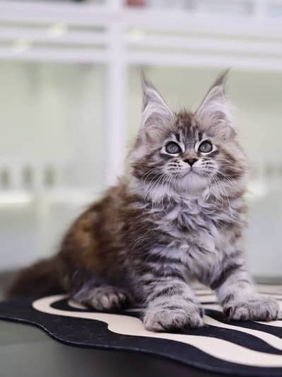 MAINE COON | PUREBRED | BOOKING AVAILABLE