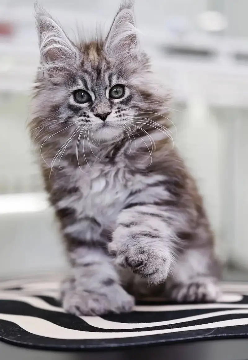 MAINE COON | PUREBRED | BOOKING AVAILABLE — photo 2