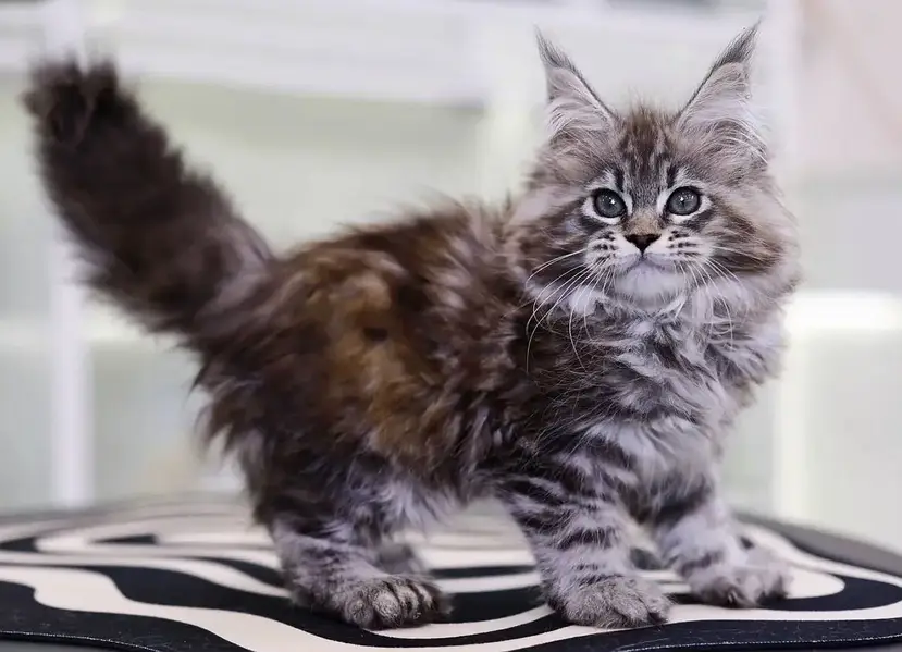 MAINE COON | PUREBRED | BOOKING AVAILABLE — photo 3