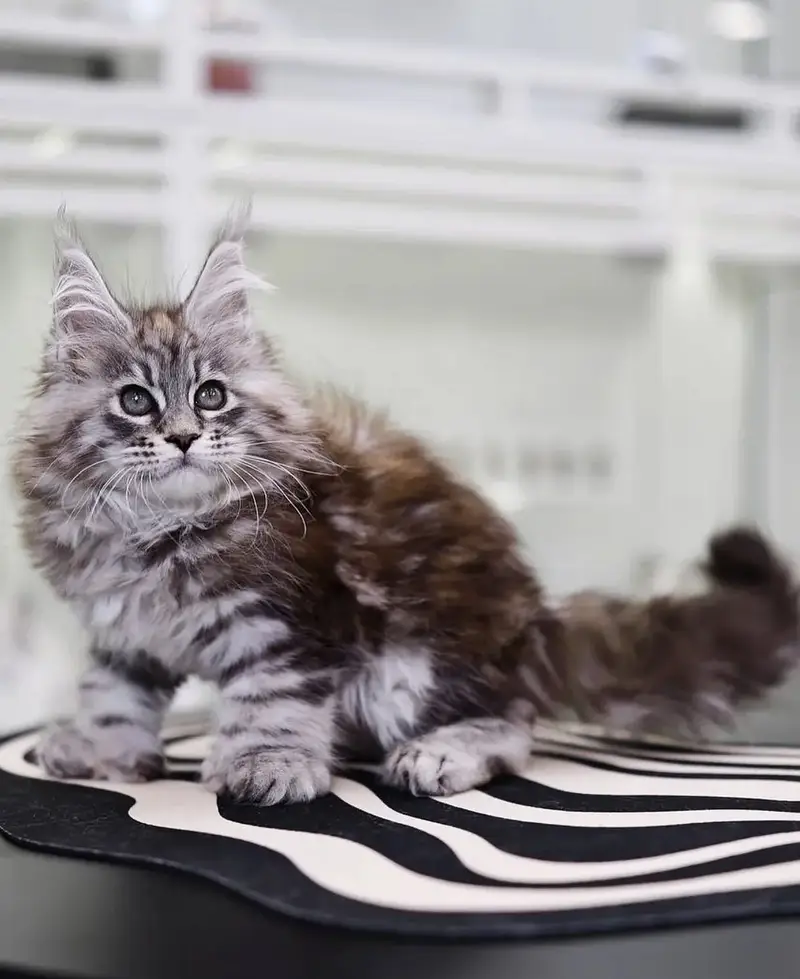 MAINE COON | PUREBRED | BOOKING AVAILABLE — photo 4