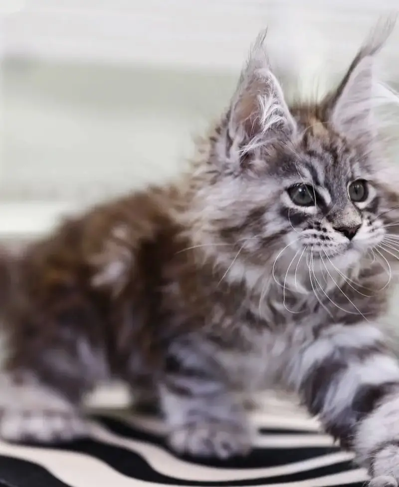 MAINE COON | PUREBRED | BOOKING AVAILABLE — photo 5