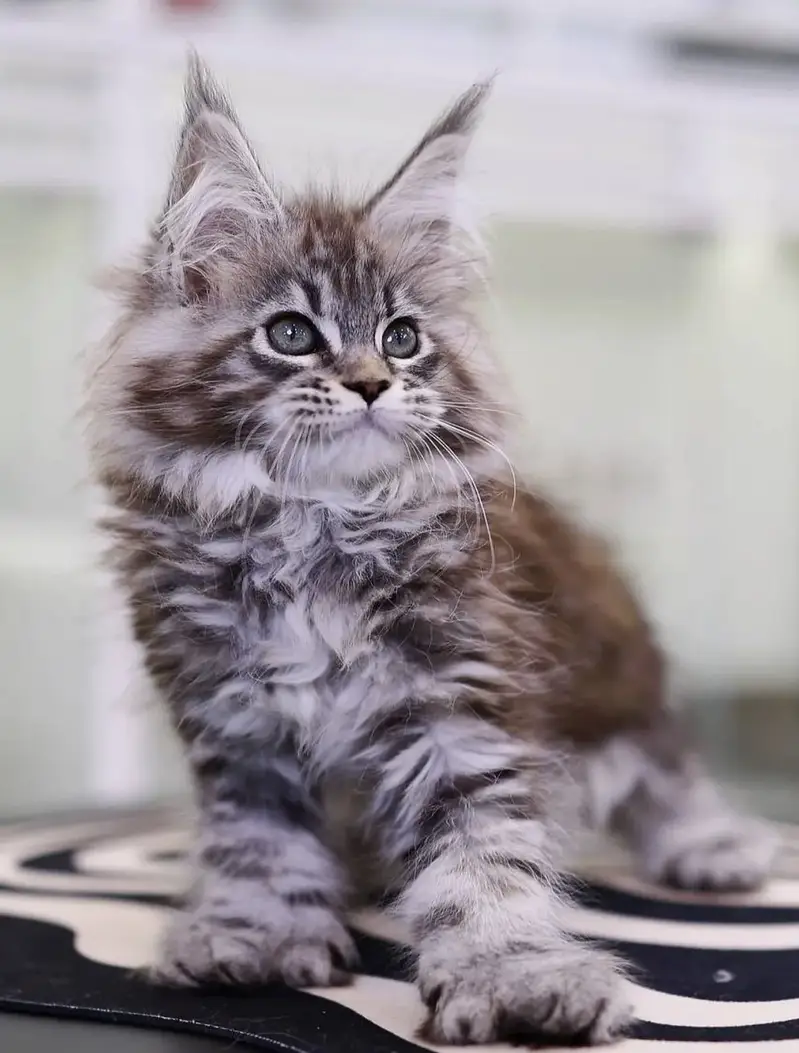 MAINE COON | PUREBRED | BOOKING AVAILABLE — photo 6