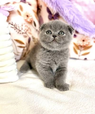 Scottish Fold | Imported Cats & Kittens | Purebred