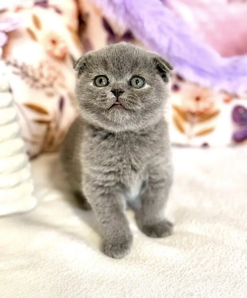 Scottish Fold | Imported Cats & Kittens | Purebred — photo 2