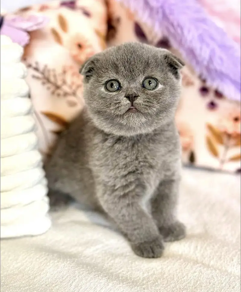 Scottish Fold | Imported Cats & Kittens | Purebred — photo 4
