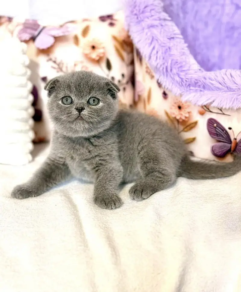 Scottish Fold | Imported Cats & Kittens | Purebred — photo 5