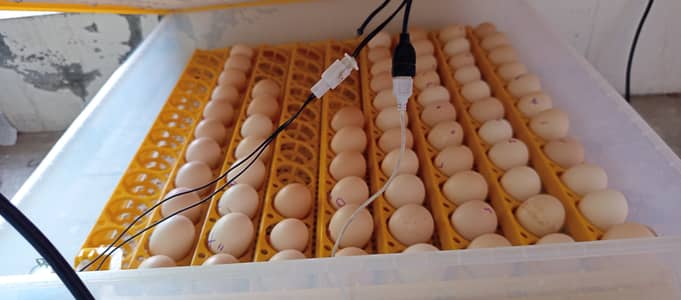Chicks and Fertile Eggs (Plymouth RIR)