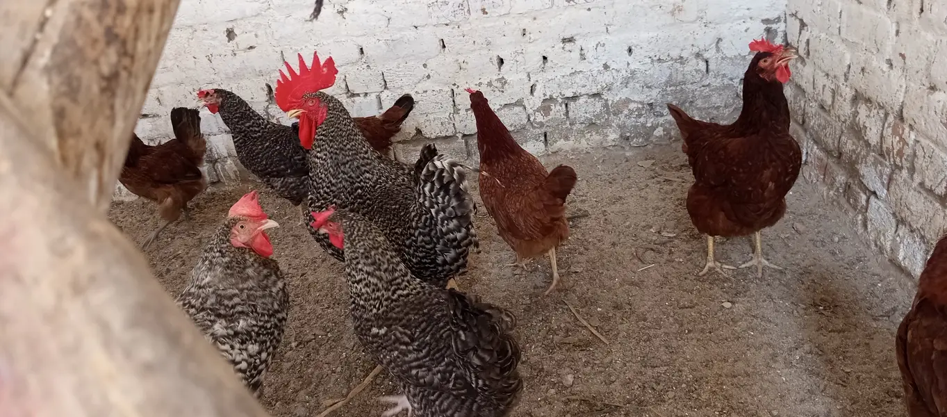 Chicks and Fertile Eggs (Plymouth RIR) — photo 3