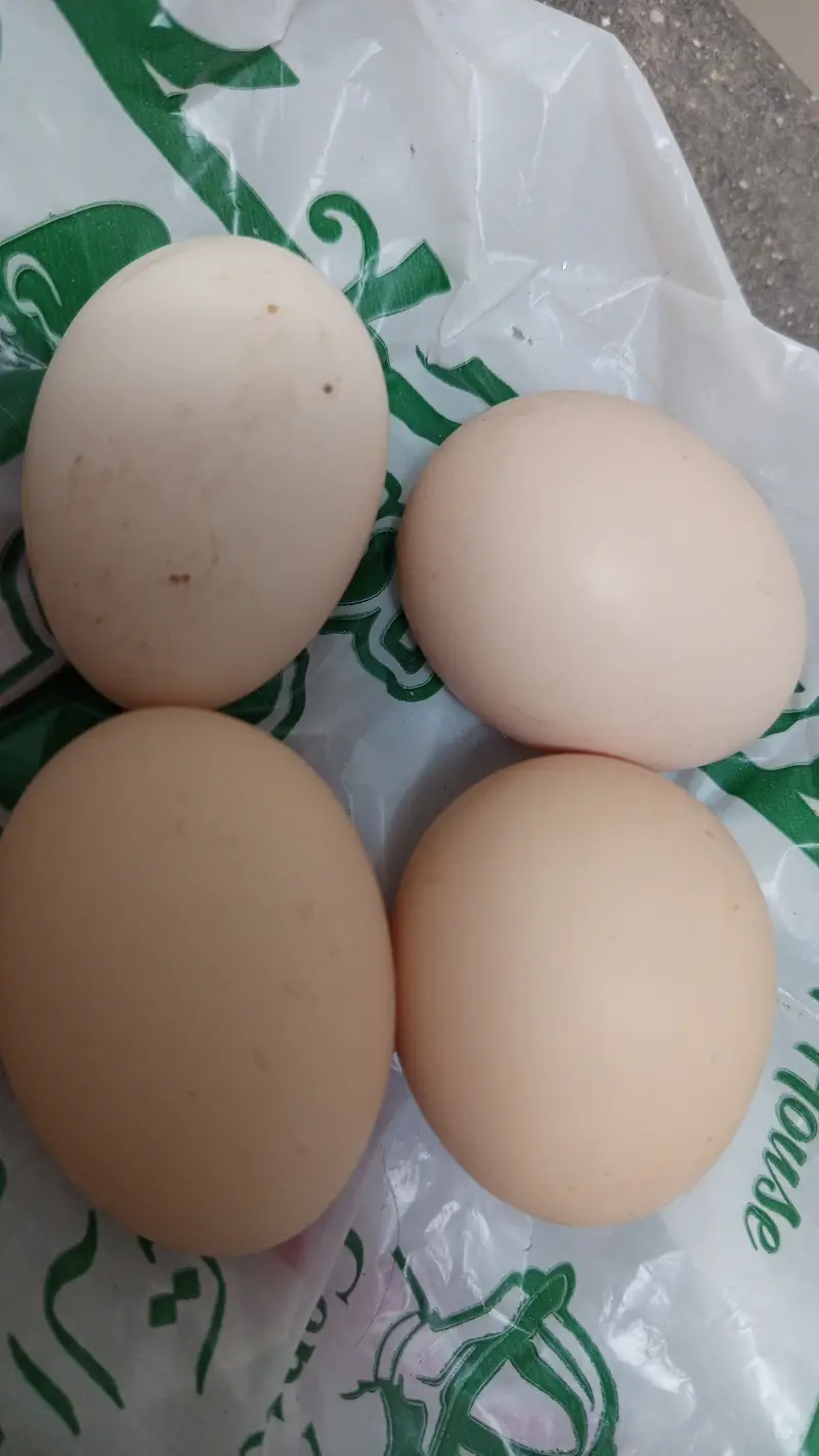 Chicks and Fertile Eggs (Plymouth RIR) — photo 10