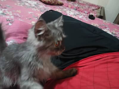 selling my cat
