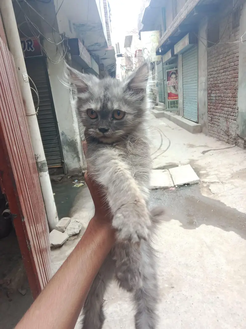 selling my cat — photo 2