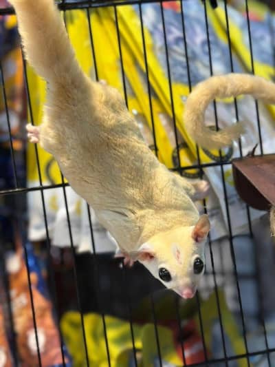 Hamsters babies sugar glider  hand tamed Guinea pigs rodents