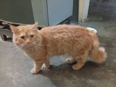 Percian Male Cat