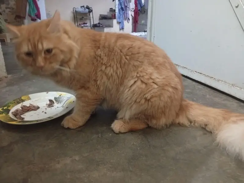 Percian Male Cat — photo 3