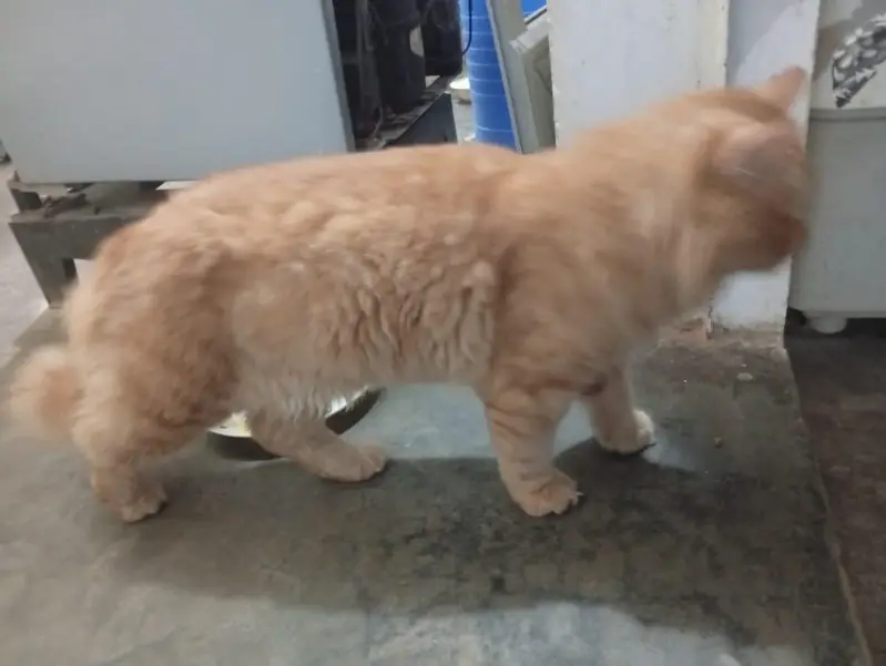 Percian Male Cat — photo 4