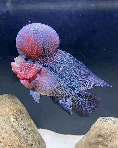 Imported Fishes In Reasonable Rates /  Whatsapp = 03705102067