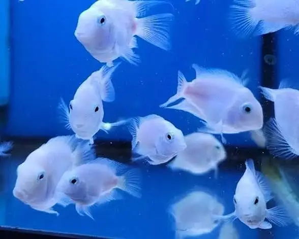 Imported Fishes In Reasonable Rates /  Whatsapp = 03705102067 — photo 4