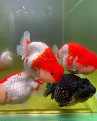 Imported Fishes In Reasonable Rates /  Whatsapp = 03705102067 — photo 5