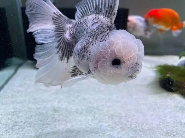 Imported Fishes In Reasonable Rates /  Whatsapp = 03705102067 — photo 6