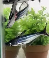 Imported Fishes In Reasonable Rates /  Whatsapp = 03705102067 — photo 7