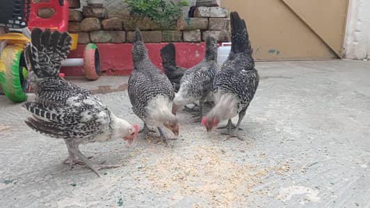 fayoumi fresh set (2 male 4 female)
