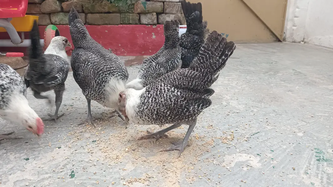fayoumi fresh set (2 male 4 female) — photo 2