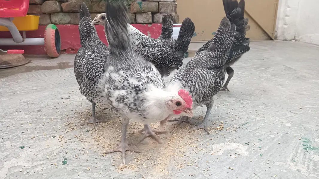 fayoumi fresh set (2 male 4 female) — photo 3