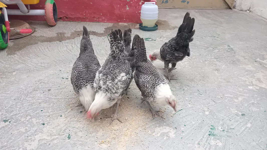 fayoumi fresh set (2 male 4 female) — photo 4