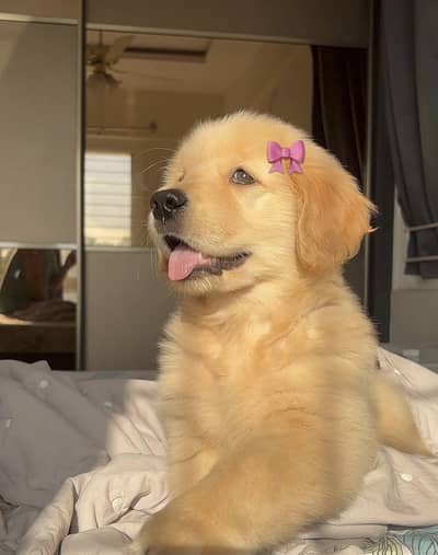 Golden Retriever Microchipped Pedigree Puppy
