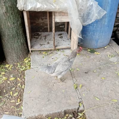 pure desi hens for sale