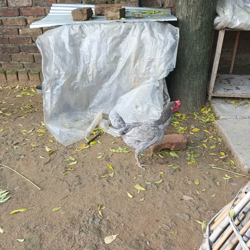 pure desi hens for sale — photo 2