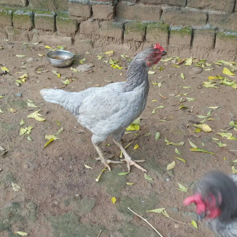 pure desi hens for sale — photo 4
