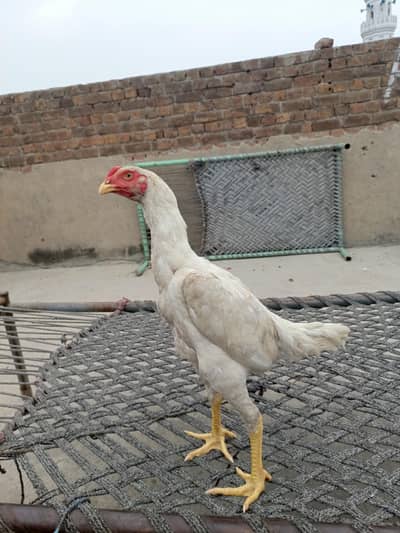 pure white shamo bnd jor