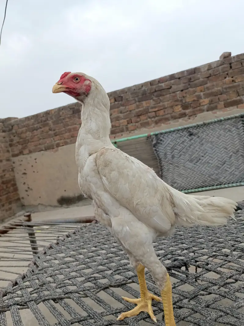 pure white shamo bnd jor — photo 2