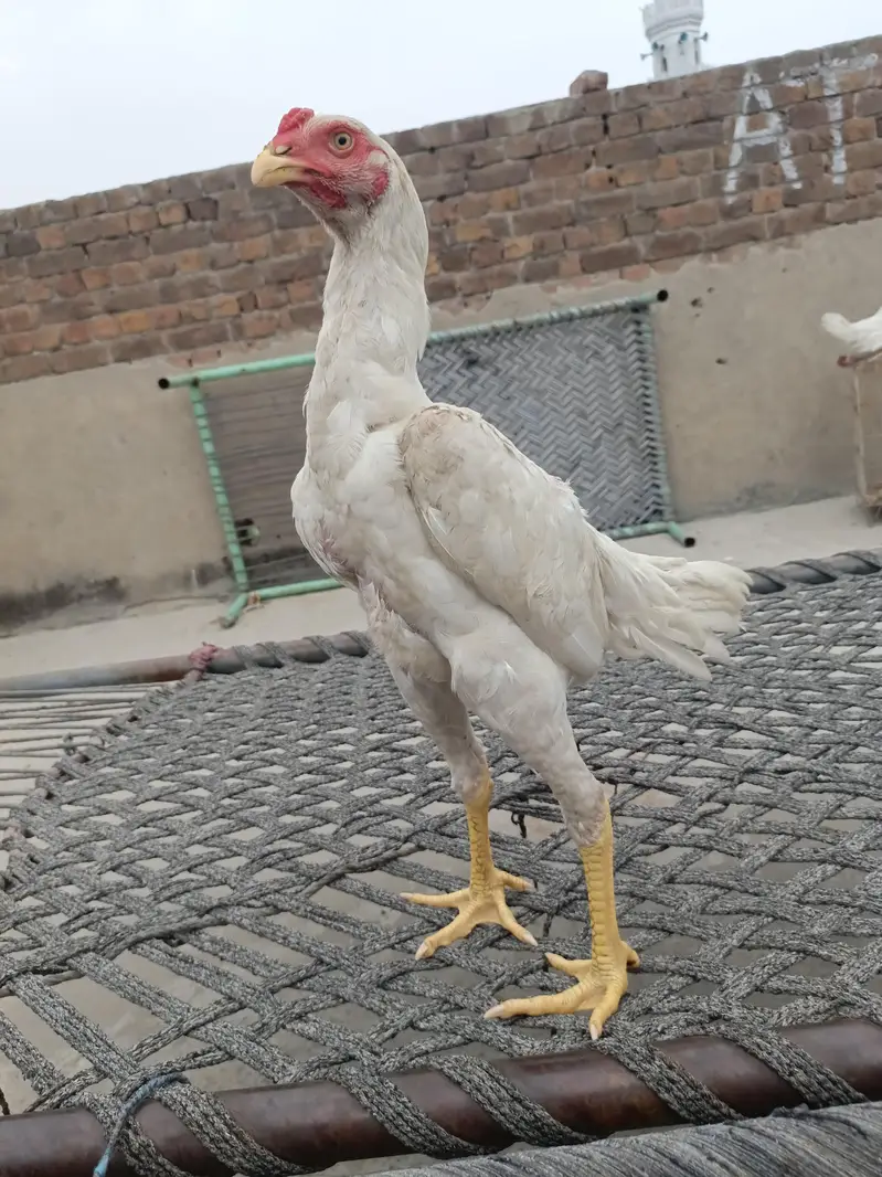 pure white shamo bnd jor — photo 3