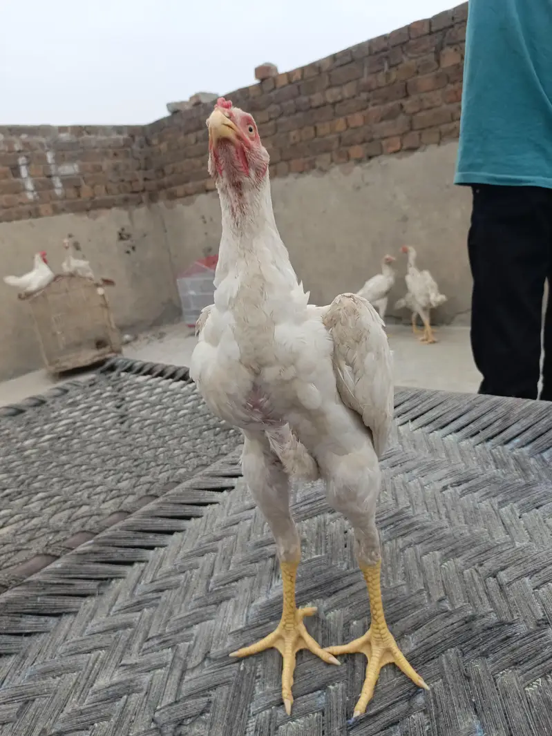 pure white shamo bnd jor — photo 4