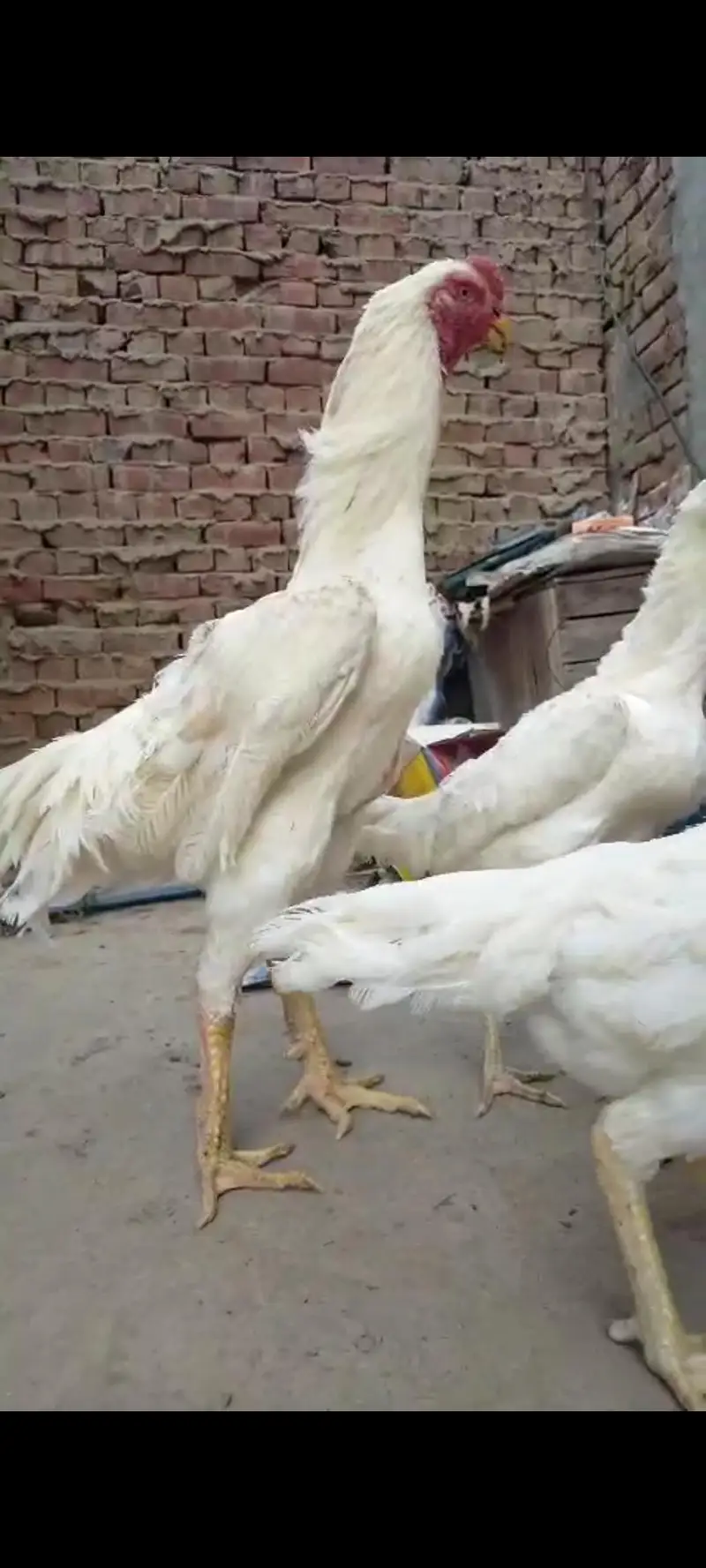pure white shamo bnd jor — photo 5