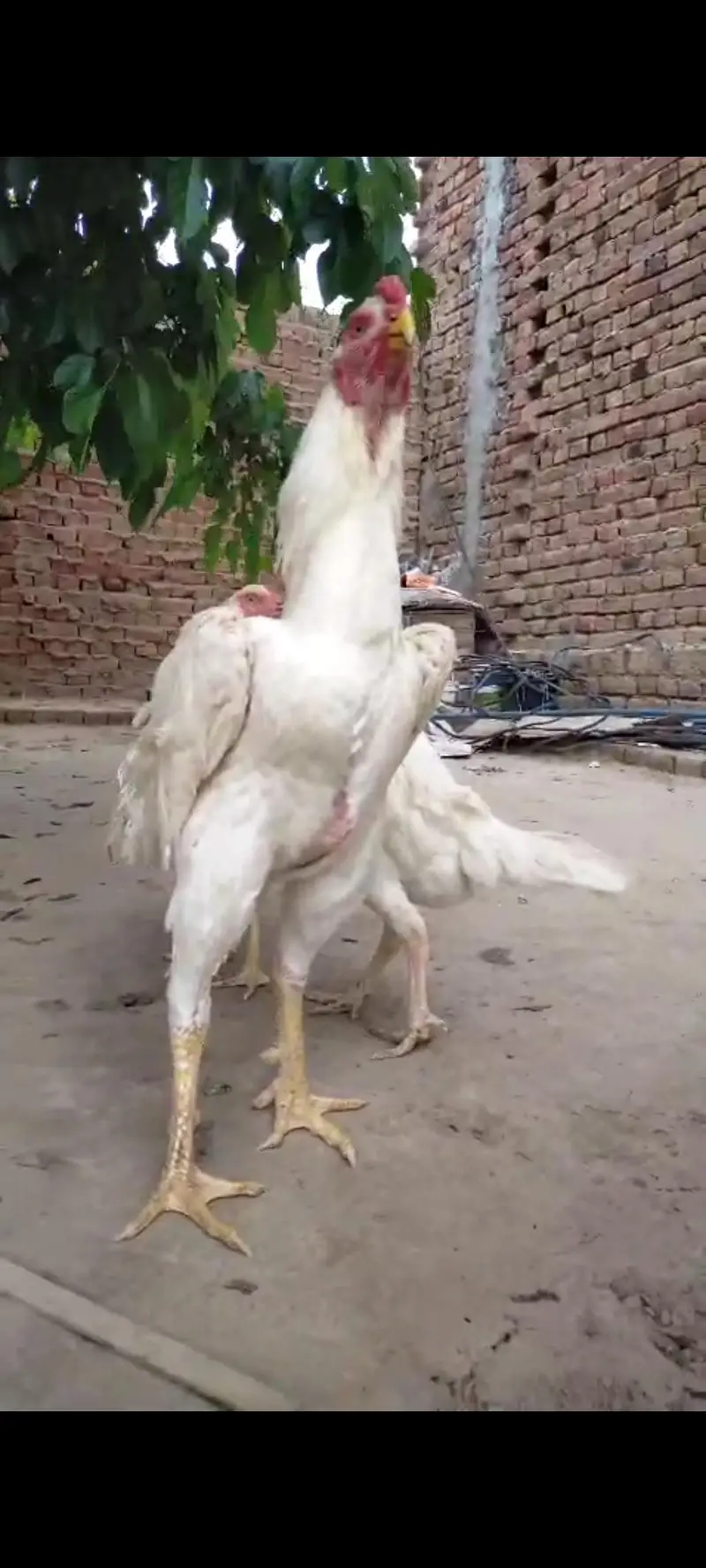 pure white shamo bnd jor — photo 6