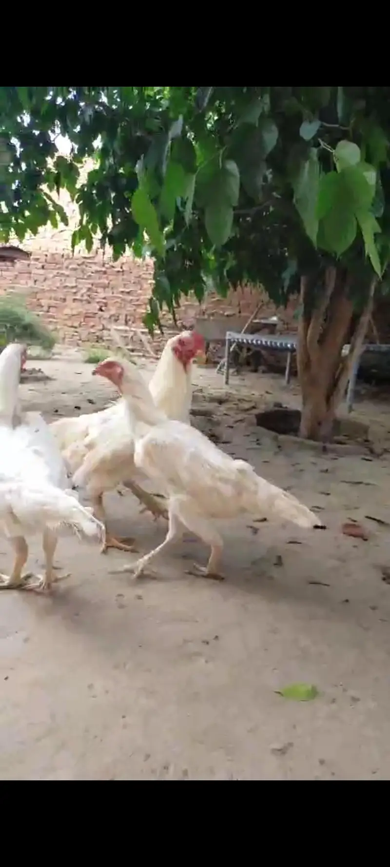 pure white shamo bnd jor — photo 7