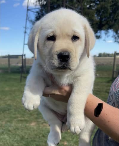 Pedigreed British Labrador Puppy