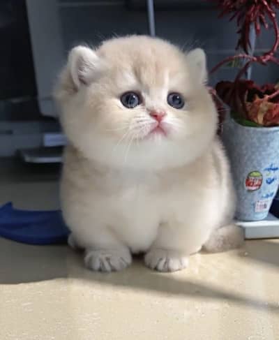 MUNCHKIN KITTENS AVAILABLE