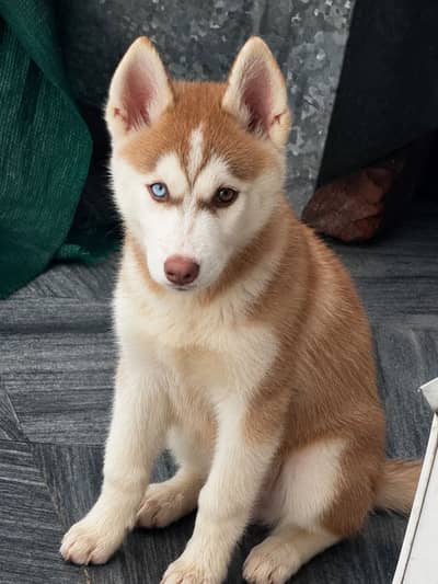 Siberian huskey
