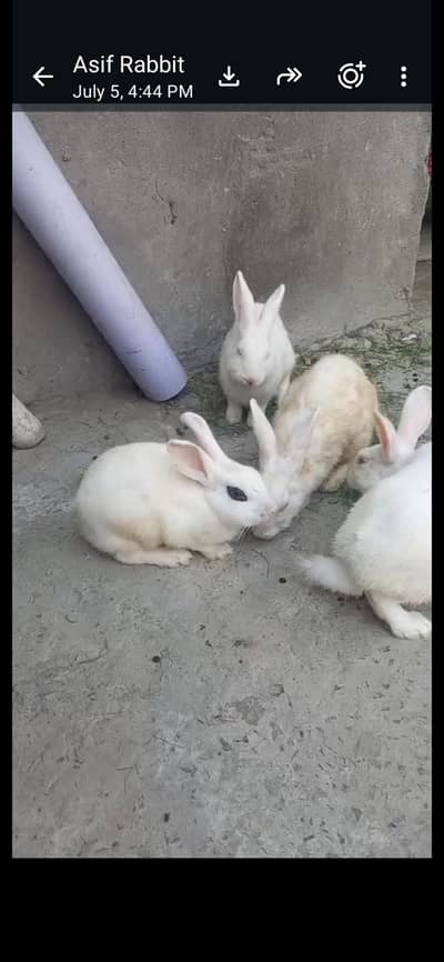 red eyes rabbit for sale
