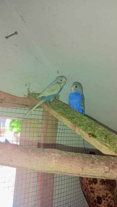 Beautiful Australian Parrots