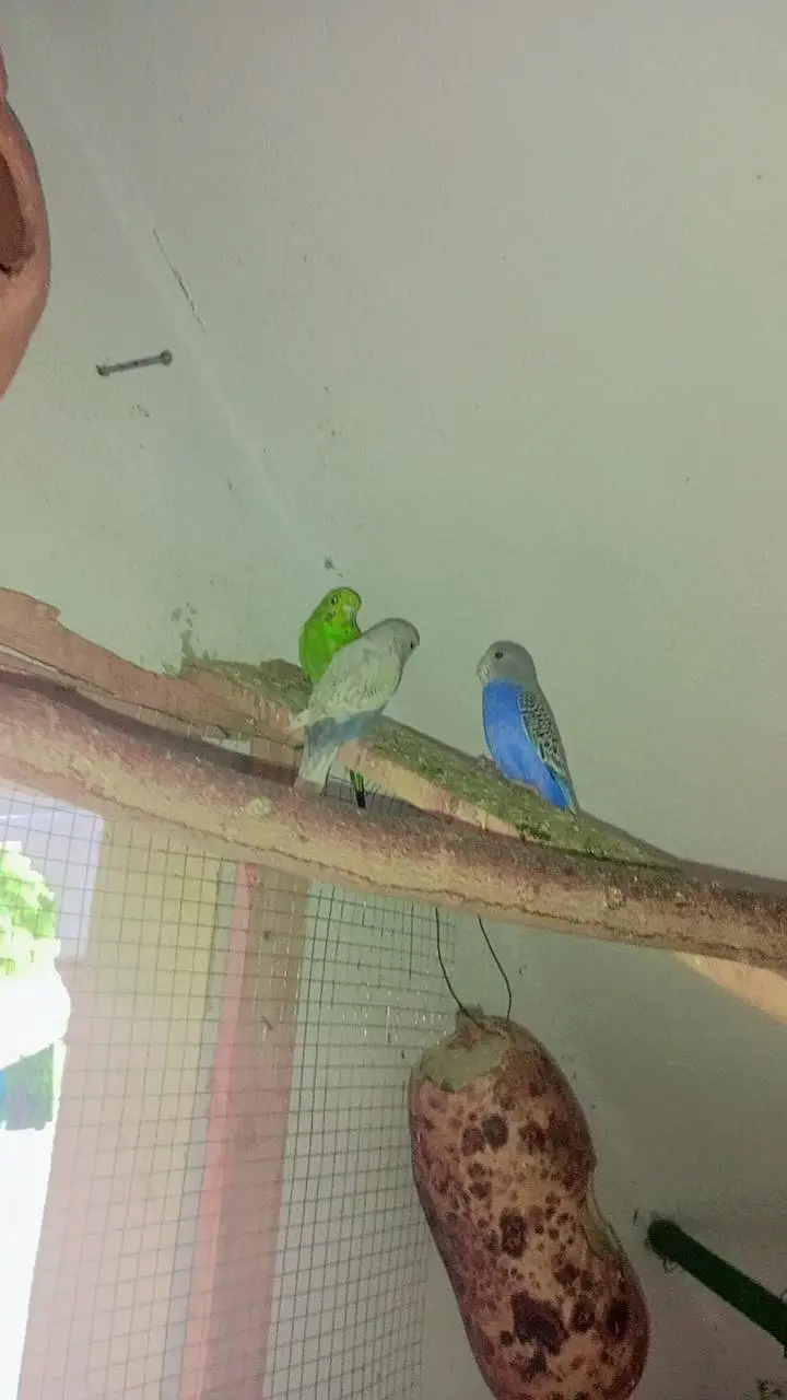Beautiful Australian Parrots — photo 2