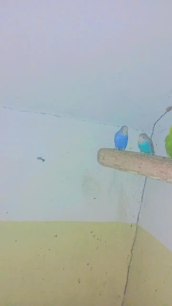 Beautiful Australian Parrots — photo 3