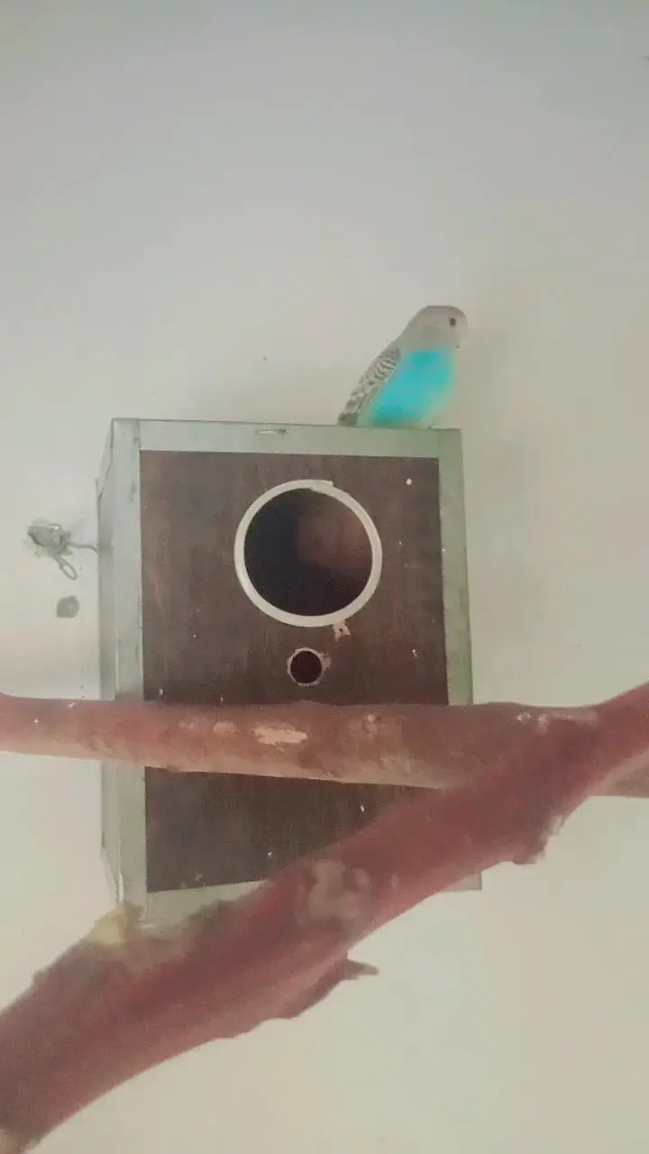 Beautiful Australian Parrots — photo 4