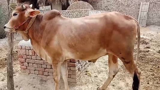 Bull (desi breed) for sale