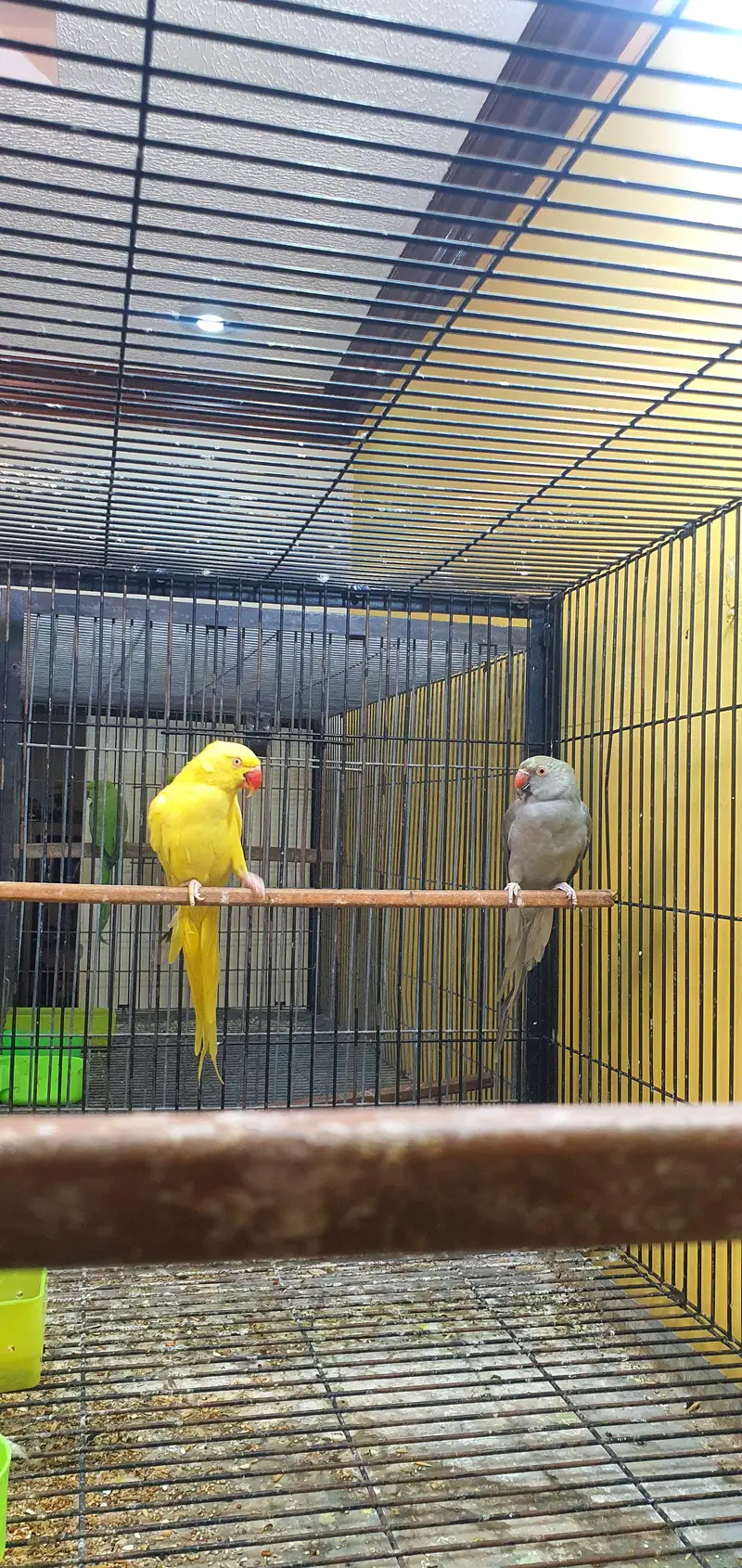 Ringneck breeder pieces — photo 5